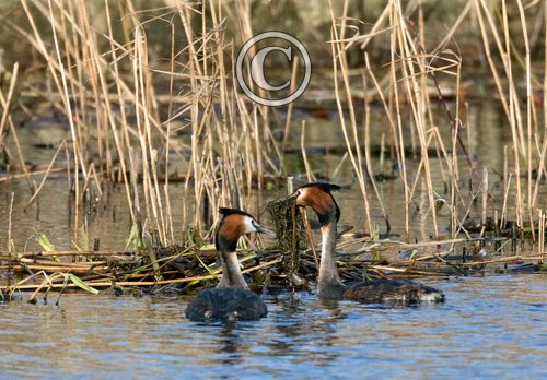   Great Crested Grebs DM1706